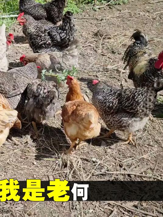 农村暴利养殖乌骨鸡，乌骨鸡好养吗？四川仪陇老何的经