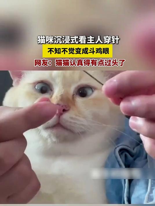 猫猫认真得有点过头了,猫咪沉浸式看主人穿针,不知不觉变成斗鸡眼