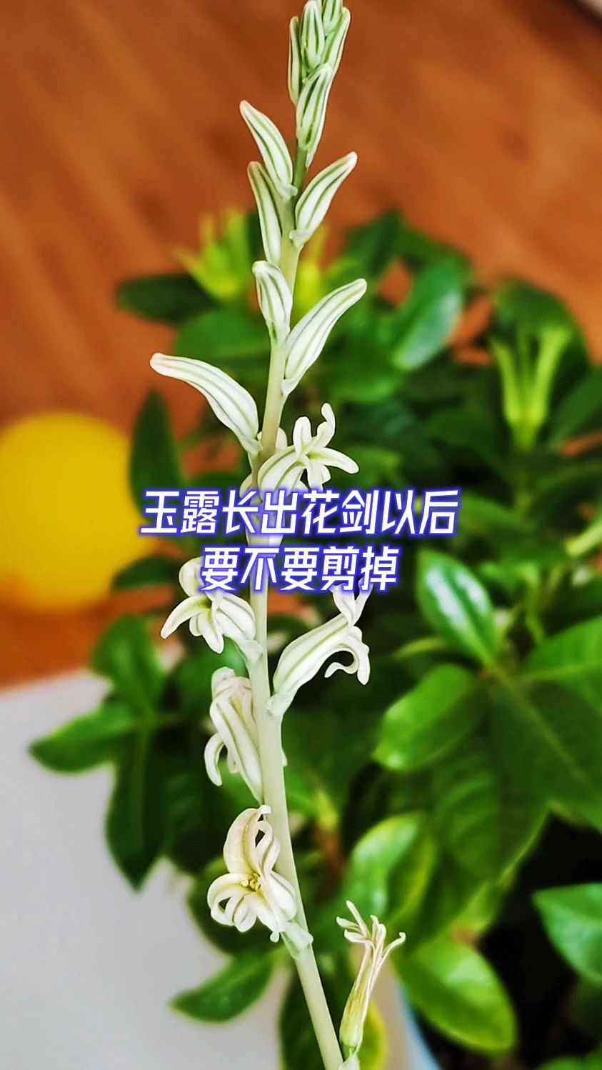 玉露长出花剑以后要不要剪掉?