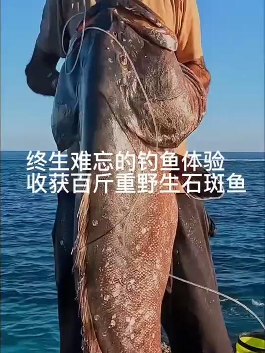 终生难忘的钓鱼体验，收获百斤重的野生石斑鱼！