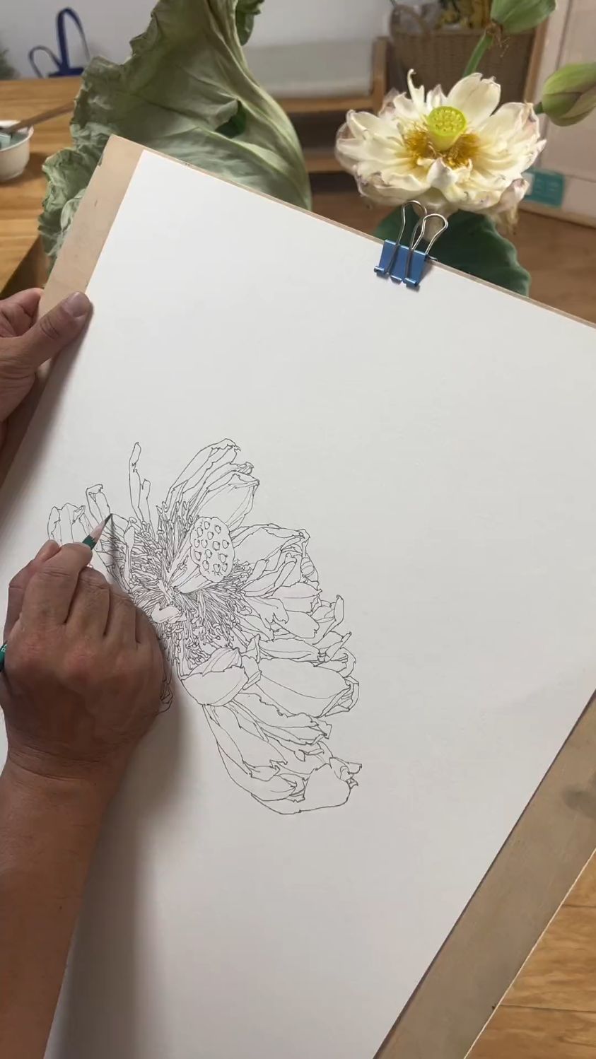 白描荷花,真的是太美了