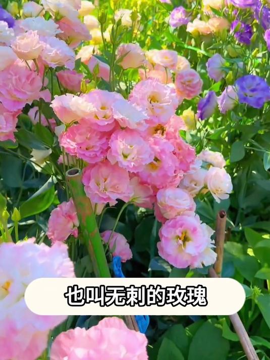 家里有阳台花盆小院的,推荐您种一些这个多色洋桔梗
