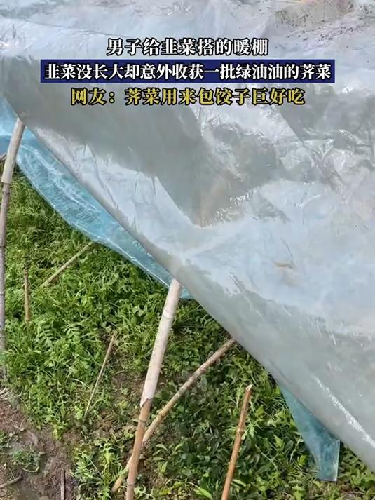 男子给韭菜搭的暖棚，韭菜没长大却意外收获一批绿油油的荠菜