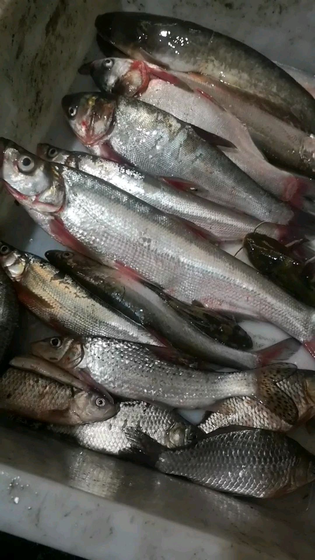 你们听到过鱼的叫声吗?