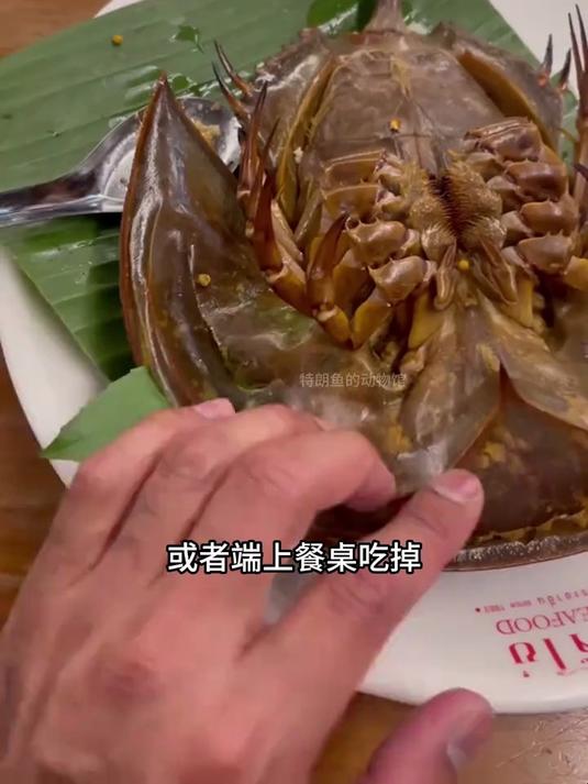 已经存在4亿多年的活化石鲎,为什么不想繁衍后代了