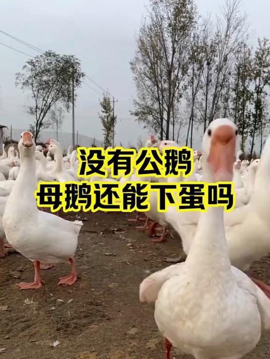 没有公鹅 母鹅还能下蛋吗
