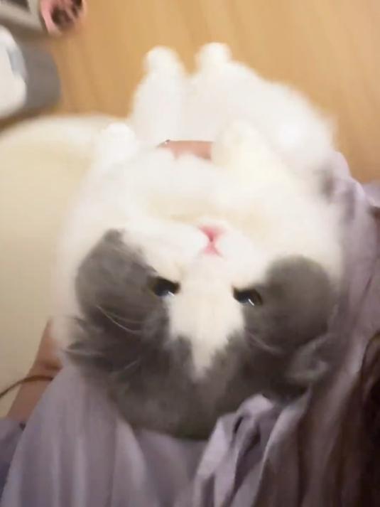 hello！棉花糖小猫#它真的好像个小宝宝#