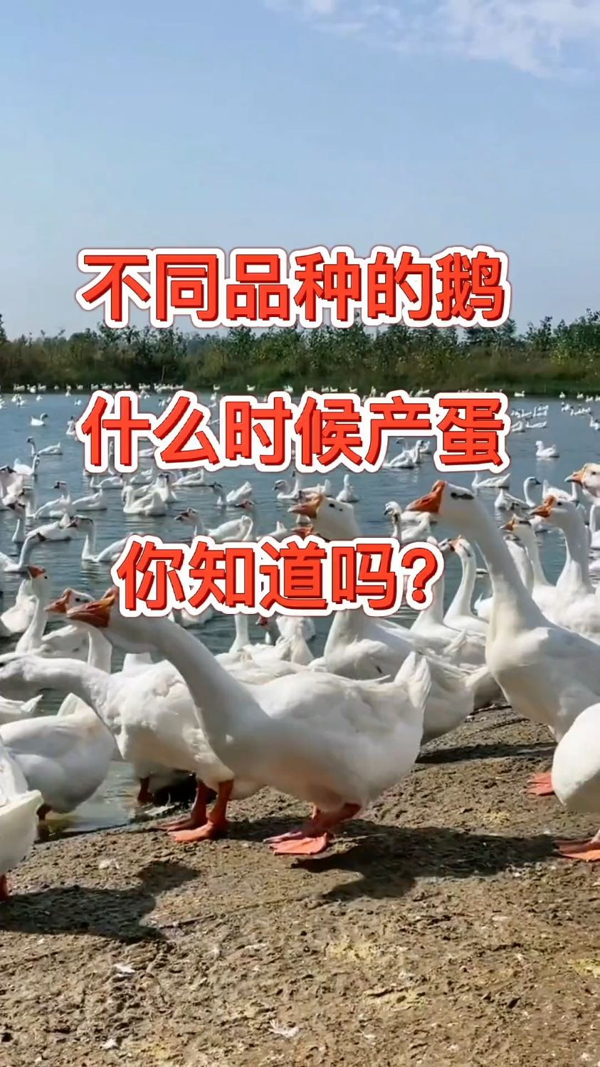 不同品种的鹅什么时候产蛋你知道吗