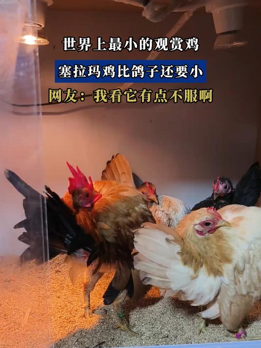 世界上最小的观赏鸡,塞拉玛鸡比鸽子还要小