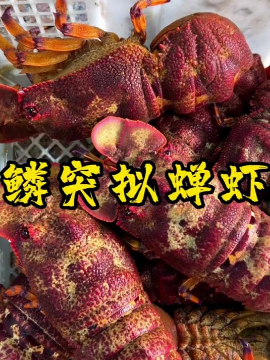 犀牛虾不仅颜值漂亮,肉质也是细嫩爽口,有机会可以尝试一下