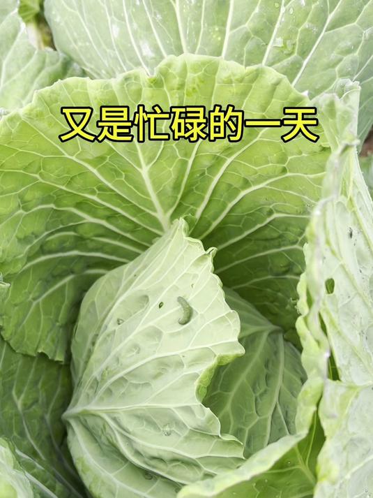 这才是正宗的天然无公害蔬菜