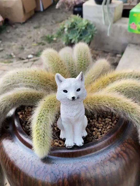 哇 简直太美啦 真不愧是植物界的九尾狐多肉!