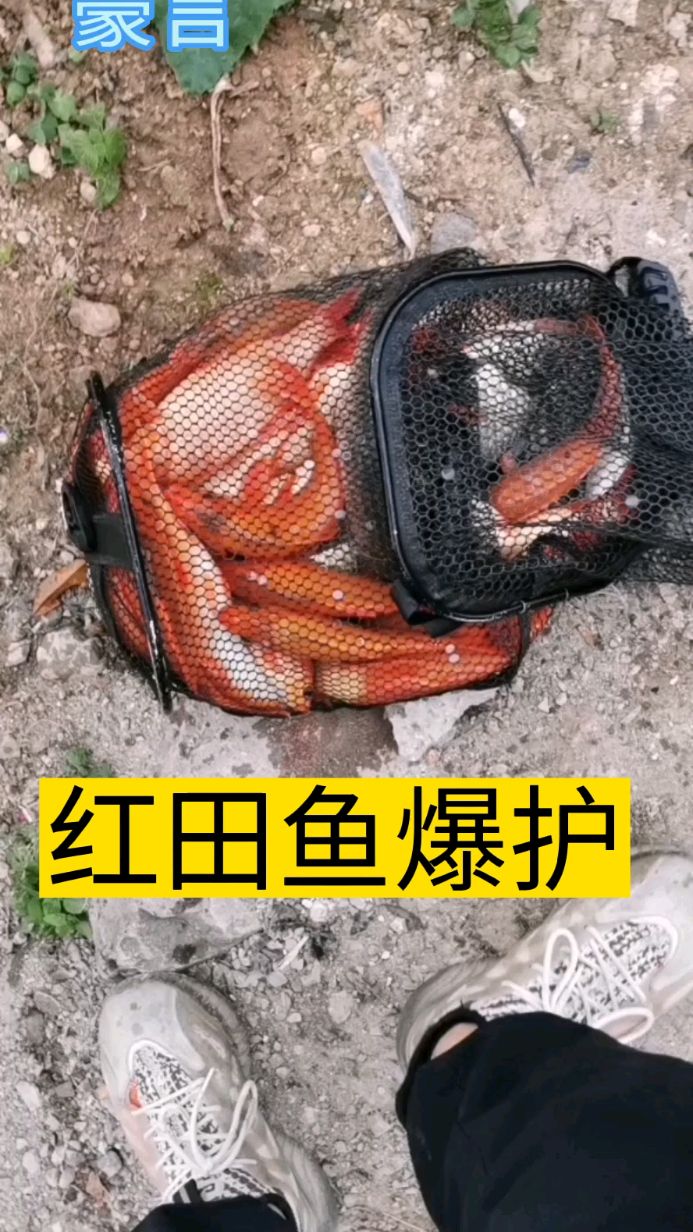 红田鱼爆护,这真是过瘾的一天,钓鱼人都一天