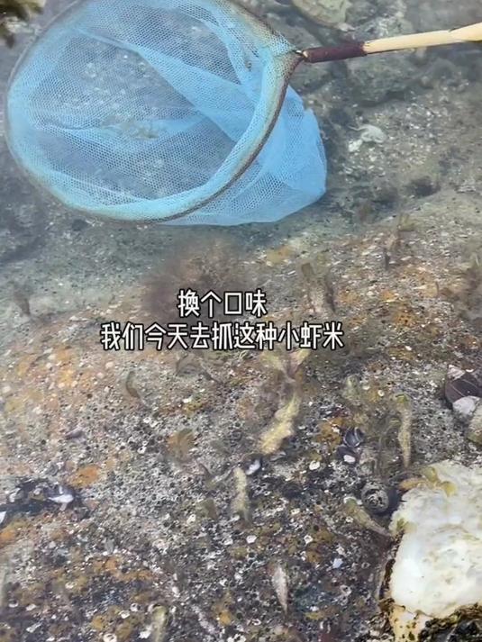 浅海捞了一些小虾米,炒韭菜可是一道鲜脆可口的下酒小菜