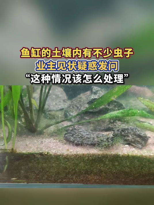 鱼缸的土壤内有不少虫子,业主见状疑惑发问,“这种情况该怎么处理”