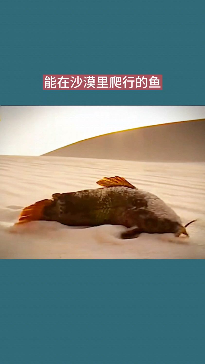 能在沙漠里爬行的鱼