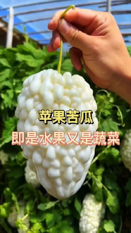 它叫苹果苦瓜,即是一种水果又是一种蔬菜