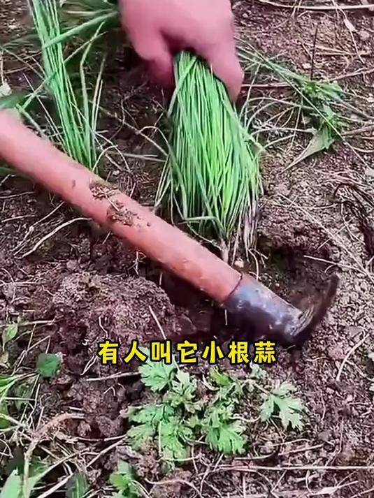 春天种小根蒜,一粒种子就长一大堆,一茬一茬吃不完