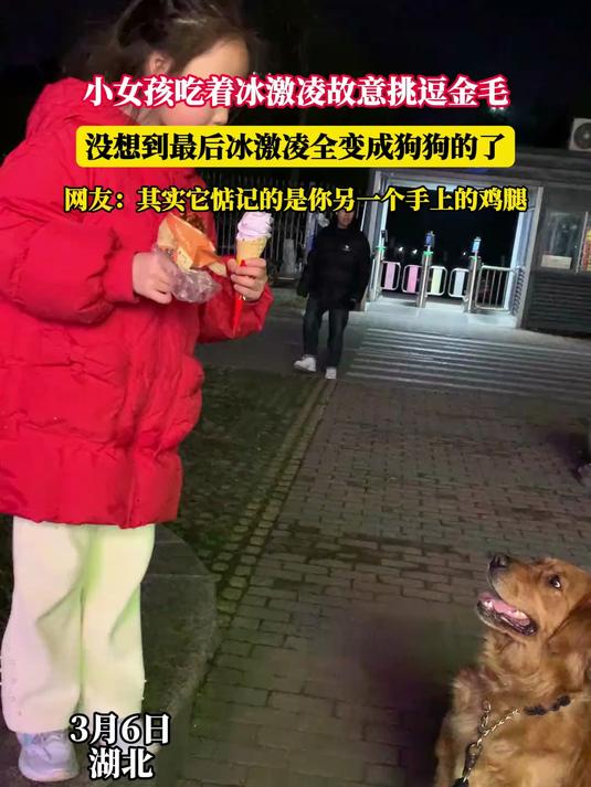 小女孩吃着冰激凌故意挑逗金毛,没想到最后冰激凌全变成狗狗的了