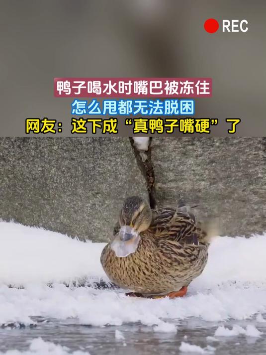鸭子喝水时嘴巴被冻住,怎么甩都无法脱困,网友:这下成“真鸭子嘴硬”了