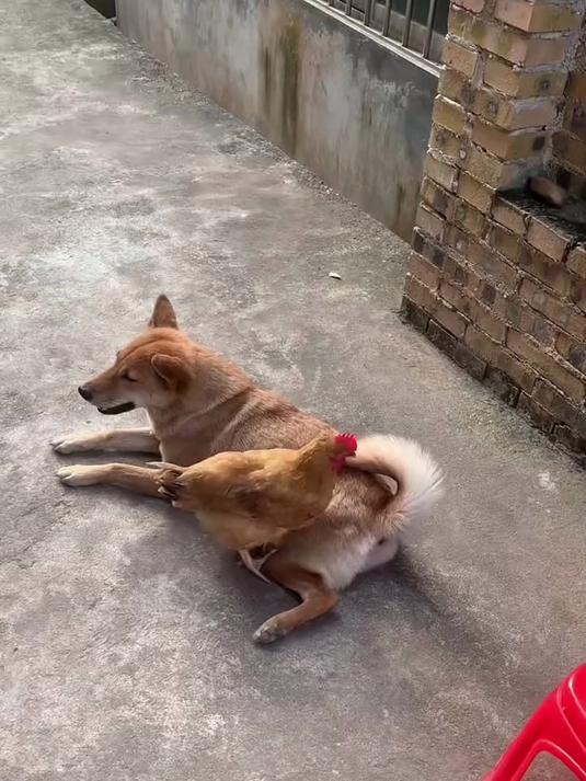 这母鸡和狗狗配合的真是默契啊