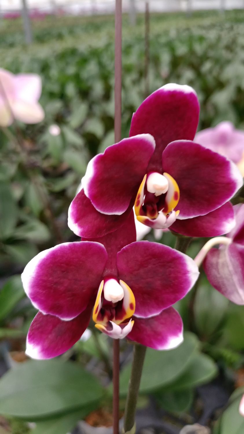 蝴蝶兰巧克力,蜡质花期长,小花复古色