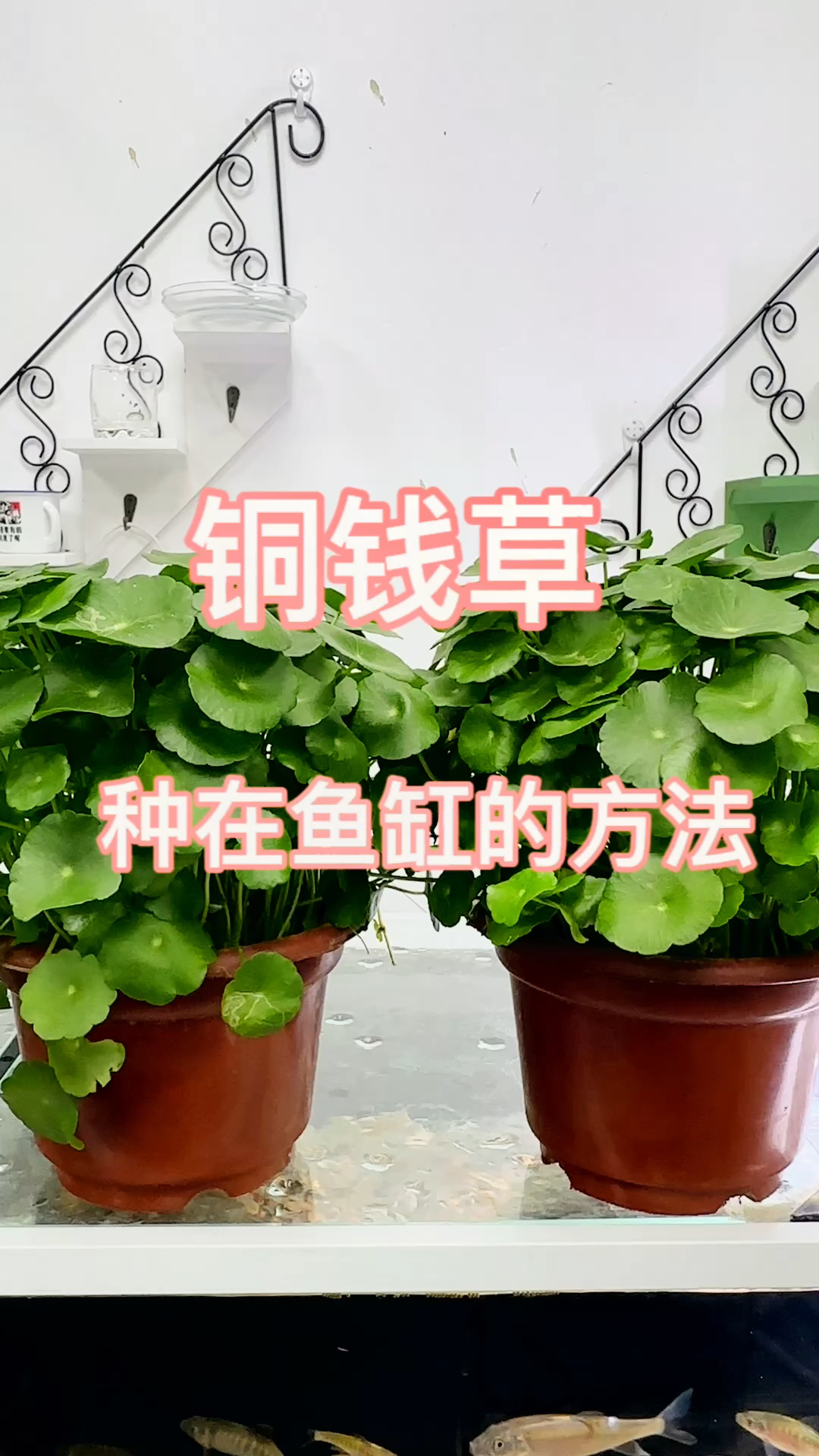 铜钱草种在鱼缸的4个方法你知道吗?