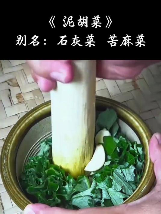 麦田里cos蒲公英,公园草坪装荠菜,它就是泥胡菜 中草药 养生