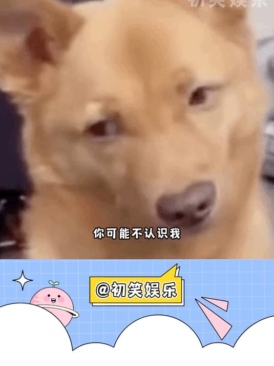 你可能不认识我但一定听过我的歌,每一首都在小时候抱过我