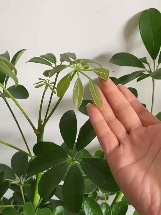 鸭掌木掉叶子有4个原因,你知道吗?