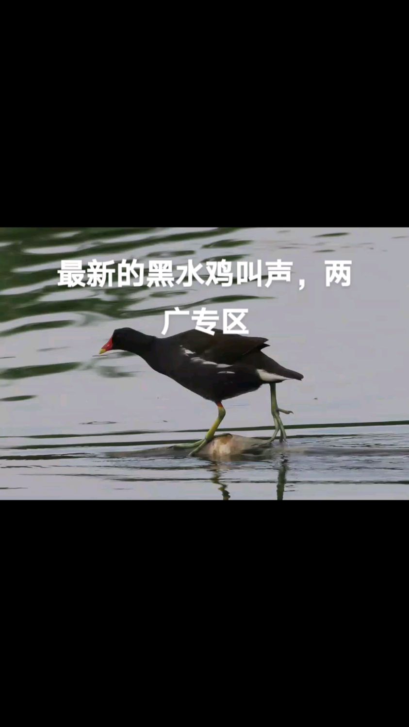 2023黑水鸡叫声欣赏