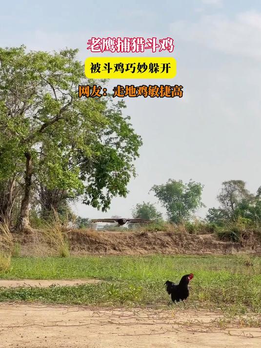 老鹰捕猎斗鸡,被斗鸡巧妙躲开,网友:走地鸡敏捷高