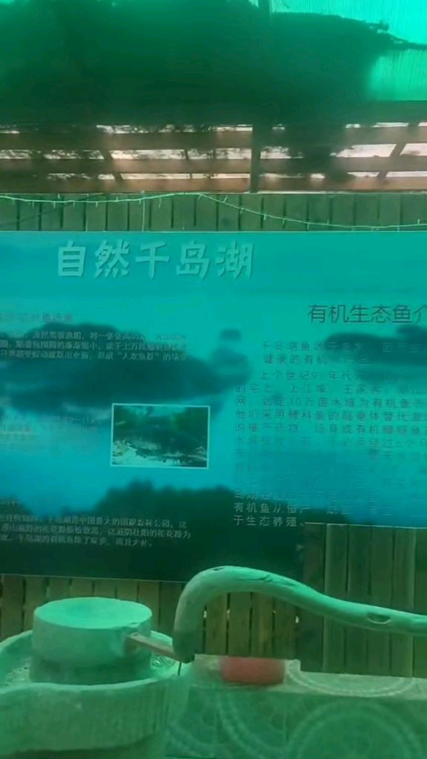 自然千岛湖有机生态鱼