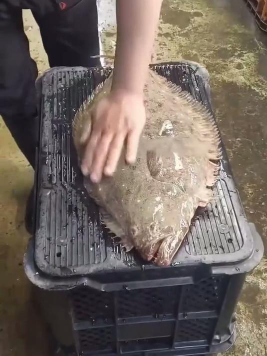 这些奇特的鱼到底能不能吃？带你一探究竟 #鱼 #锦鲤 #吃鱼 #比目鱼 #科普