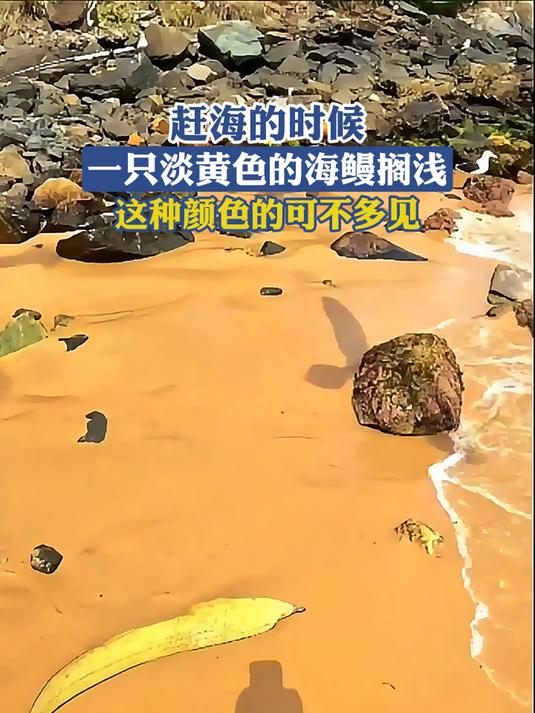 赶海的时候,一只淡黄色的海鳗搁浅,这种颜色的可不多见