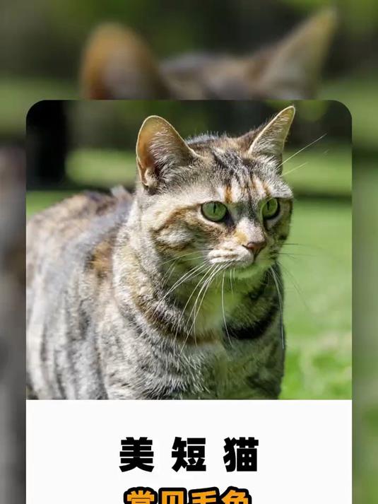 美短猫常见毛色,你知道几种?
