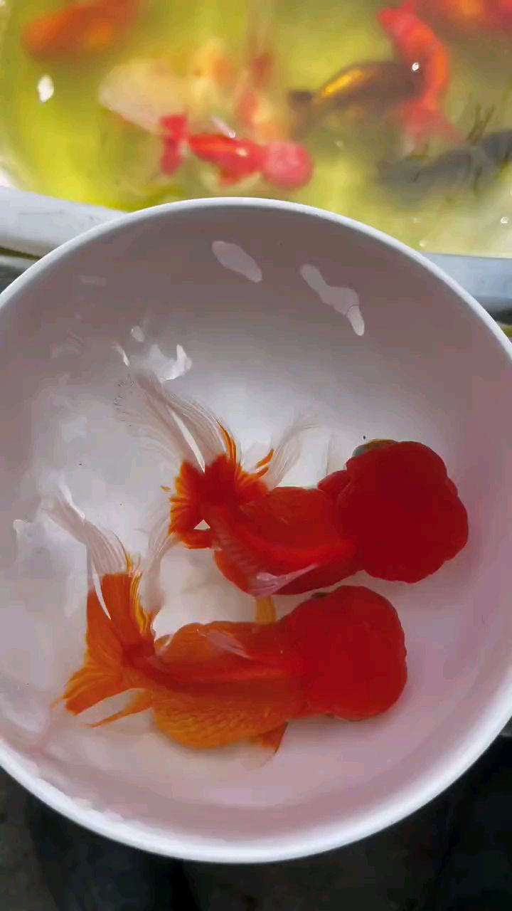 小型冷水鱼 观赏鱼