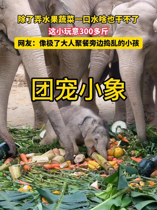 除了弄水果蔬菜一口水啥也干不了，这小玩意300多斤，网友：像极了大人聚餐旁边捣乱的小孩