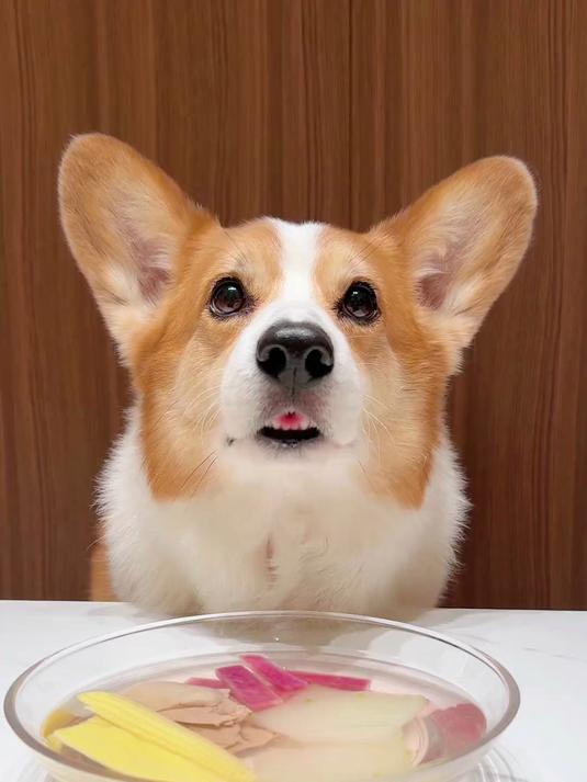 柯基犬喝玉米笋水果萝卜鸭肝汤,太香了