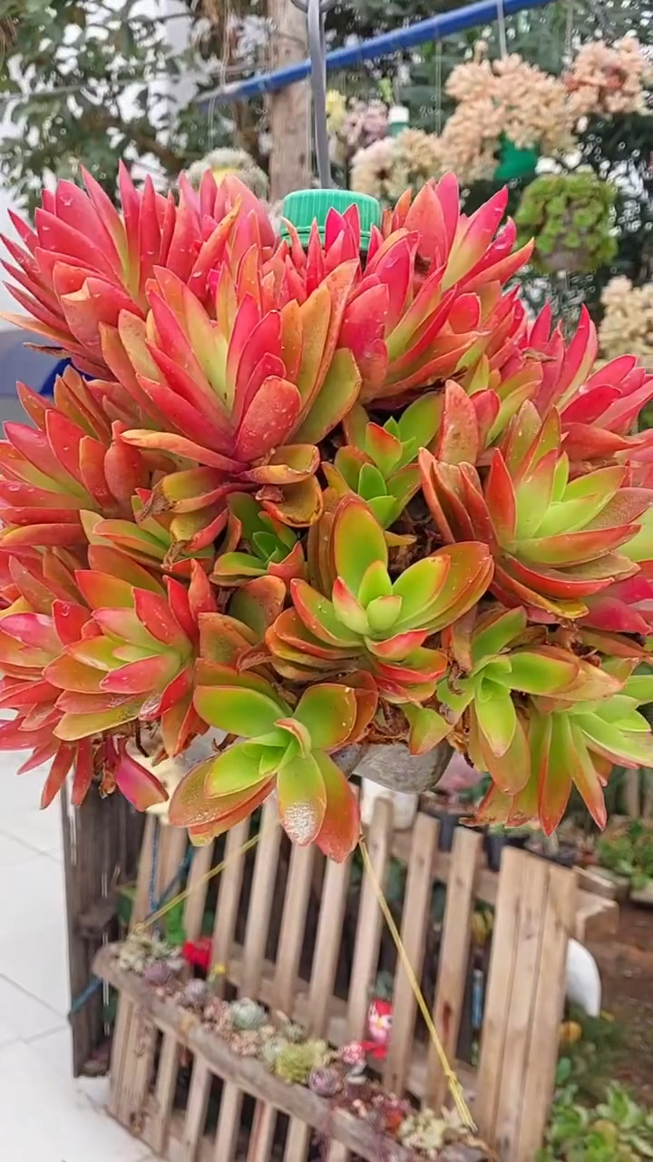 多肉植物火祭,红起来像一团火