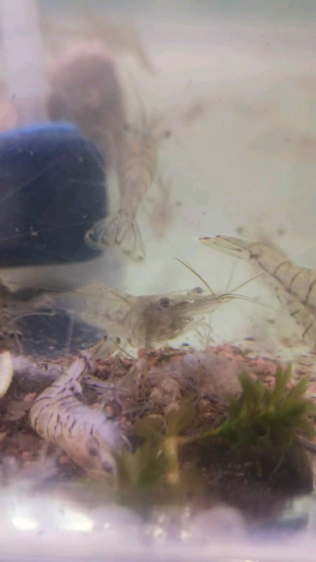 水中觅食的秀丽白虾