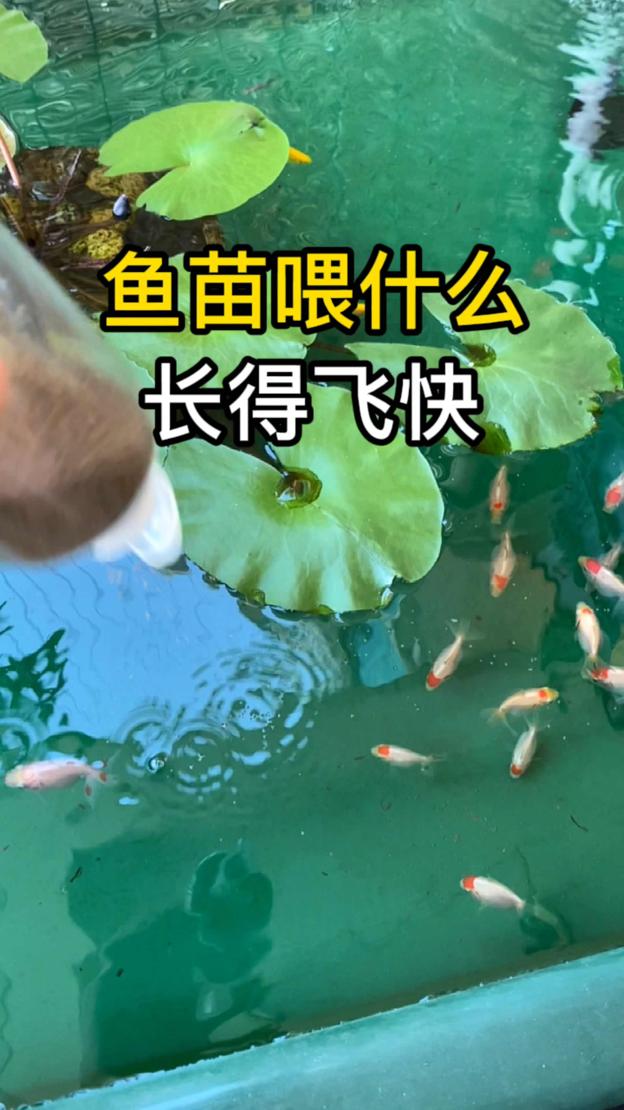 鱼苗喂什么饲料长得飞快呢?分享一下鱼苗饲料