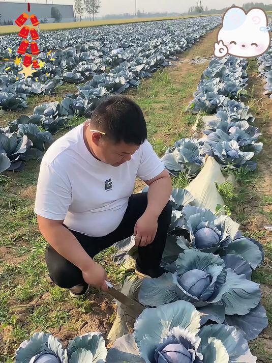 紫甘蓝富含花青素和膳食纤维适合做沙拉生吃!