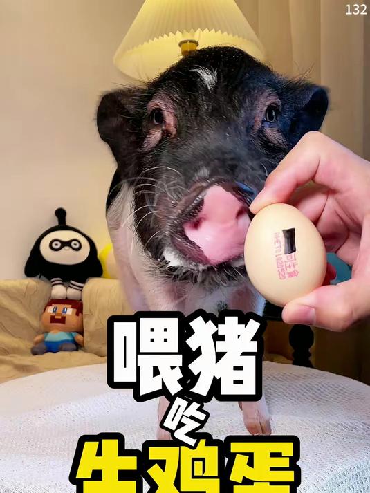 听说吃生鸡蛋大补的？喂猫试试！