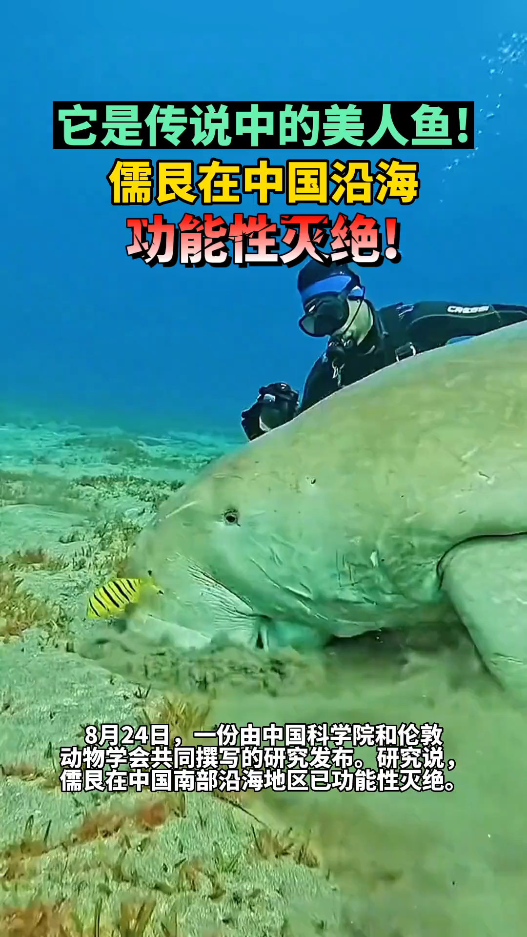 传说中的美人鱼!儒艮被宣布在中国沿海功能性灭绝(合肥晚报)