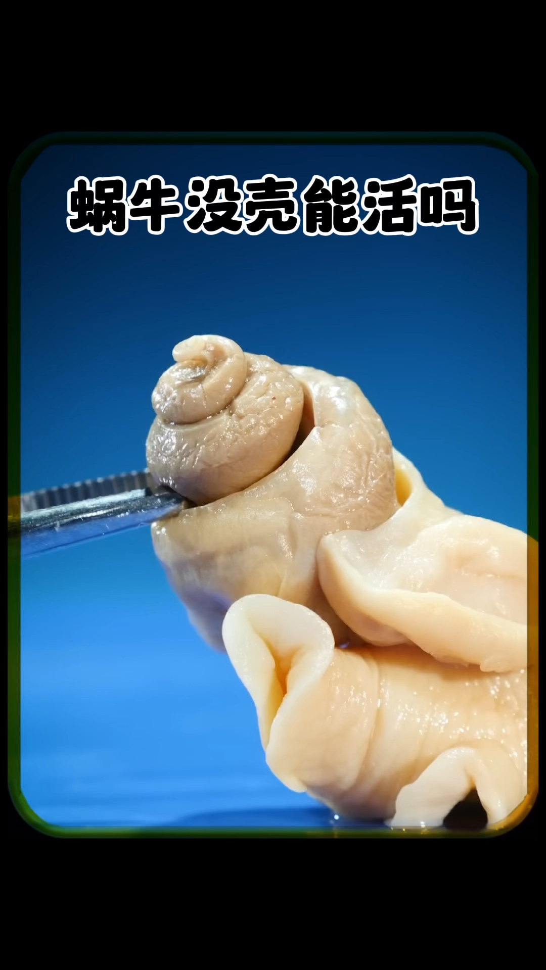 蜗牛没了壳还能活吗
