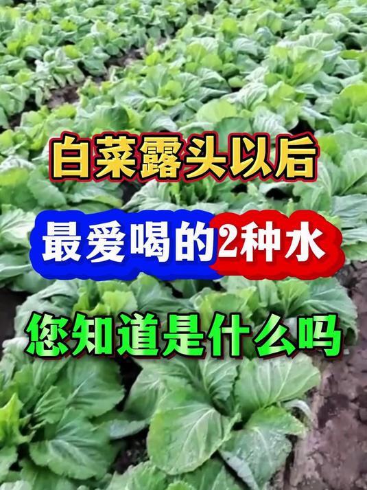 白菜露头以后最爱喝的2种水