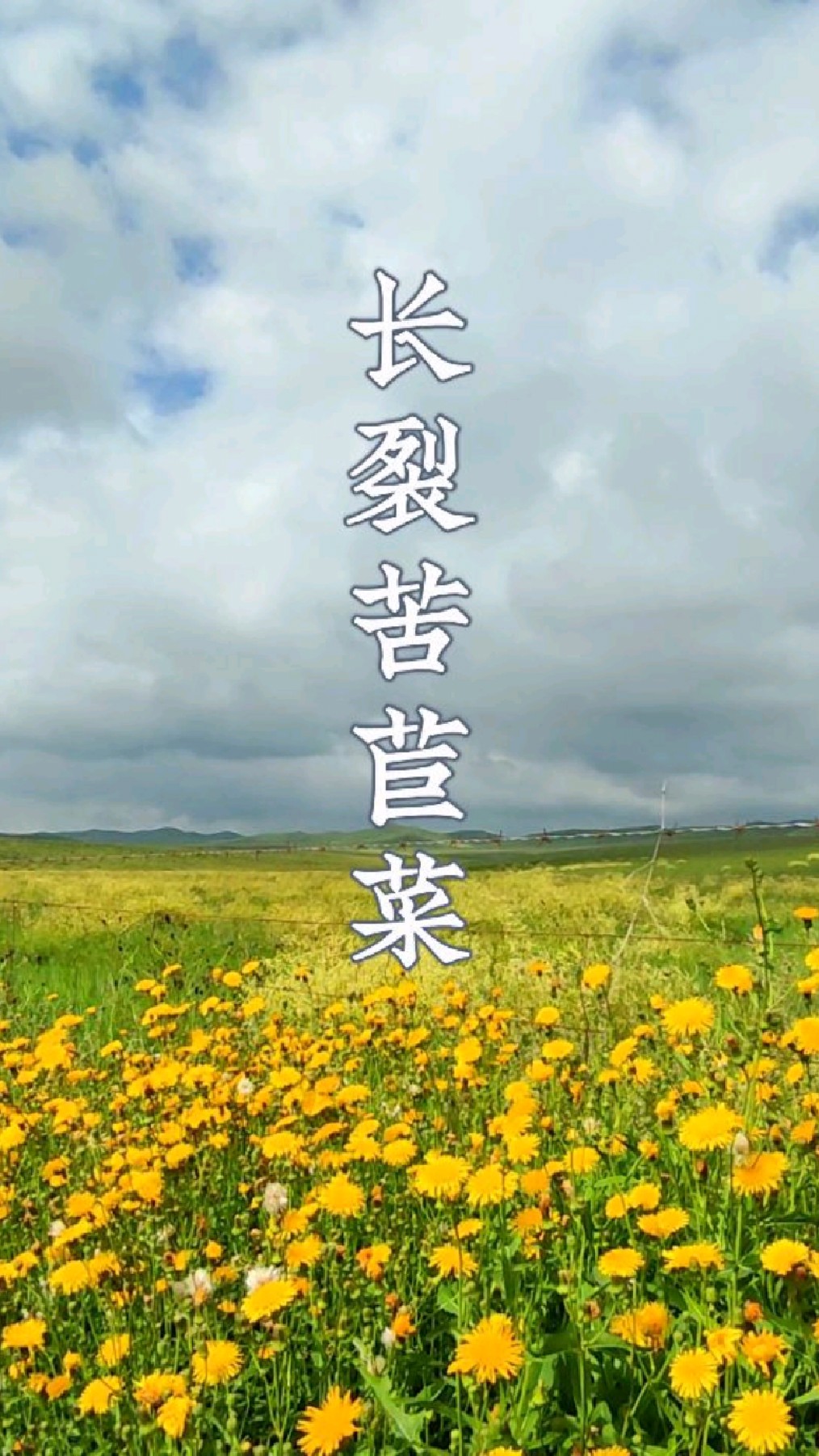 草原上的野花:长裂苦苣菜