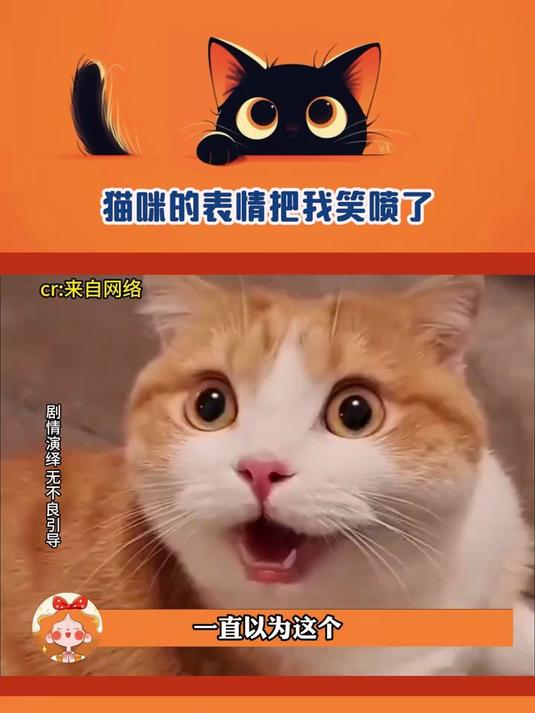 #苏翊鸣惊天逆袭晋级决赛#猫咪的表情把我笑喷了