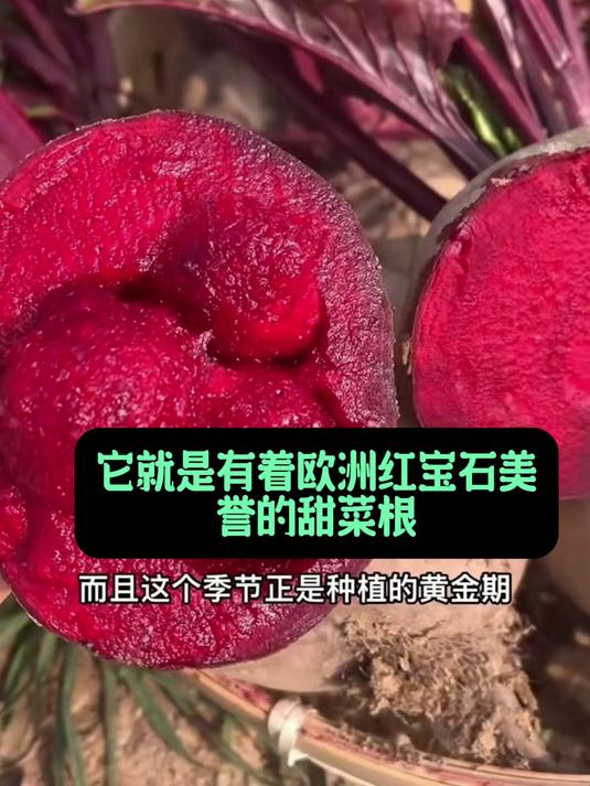 甜菜根这么吃,补充能量,增强耐力,运动更出色